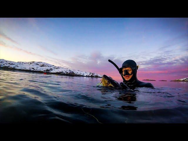 Spearfishing in Norway - HITRA, HARAMSØY, SMØLA, KVITSØY, HELGELANDSKYSTEN, EIDANGERFJORDEN