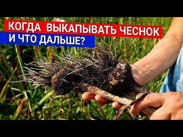 Когда  выкапывать чеснок и что дальше?