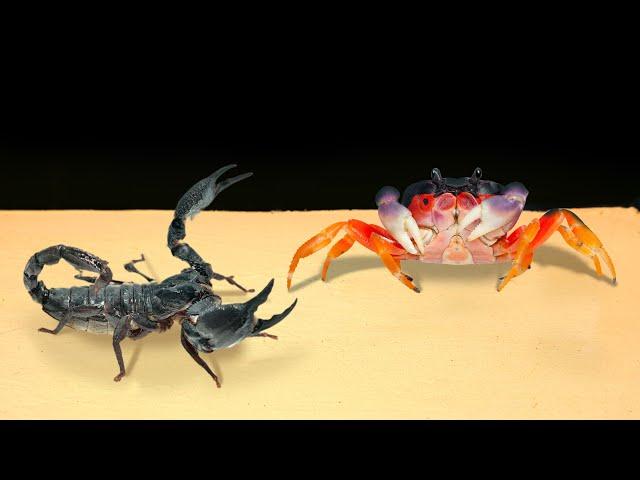 ЧТО БУДЕТ ЕСЛИ КРАБ И СКОРПИОН УВИДЯТ ДРУГ ДРУГА? ВЕРСУС КРАБА И СКОРПИОНА