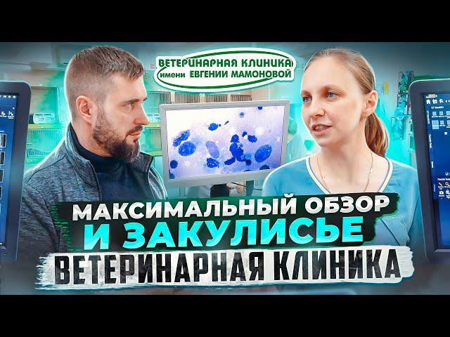 Закулисье ветеринарной клиники | То, что не видят клиенты | Ветеринарная клиника