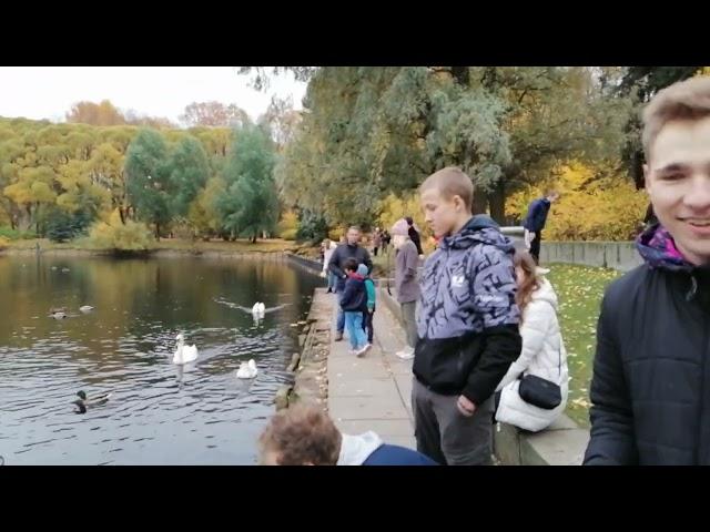 Лебеди на Лебедином озере. Крестовский остров в Санкт-Петербурге. 16.10.2022.