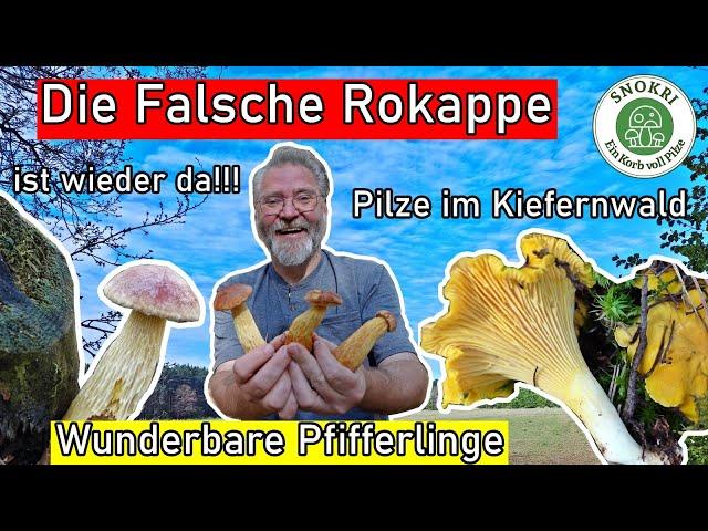 Die Falsche Rotkappe ist wieder da - Wunderbare Pfifferlinge und viele weitere Pilze im Kiefernwald