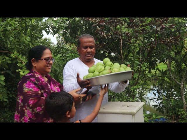 বাগান বাড়িতে গাছ থেকে অনেক গুলো পেয়ারা পাড়া হল। Many guavas were planted in the garden house.