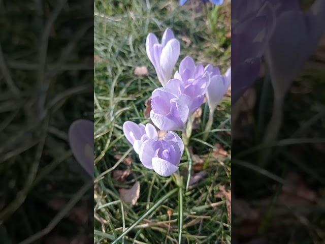 6.04 что цветет дневник садовника  иридодиктиум примула  крокус #flower #garden #plant