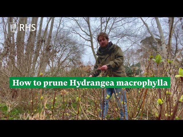 How to prune Hydrangea macrophylla | The RHS