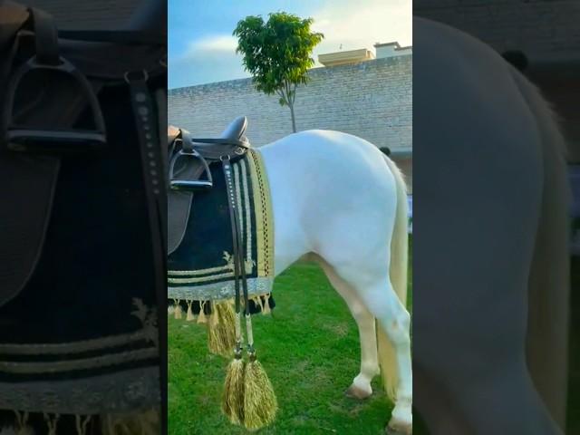 #nukra #horse #horsevideo Beautiful nukra ghora #shorts #viral #video #ghora