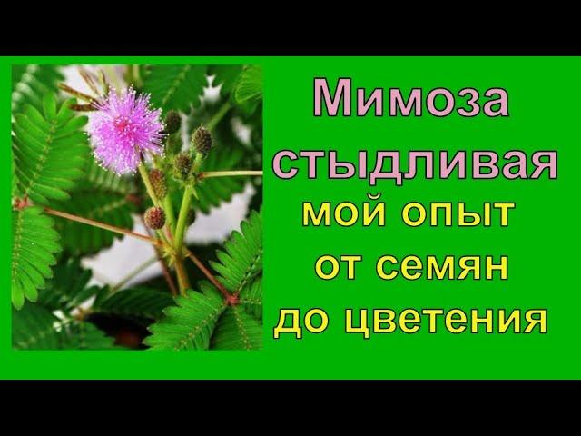 Мимоза стыдливая  мой опыт от семян до цветения