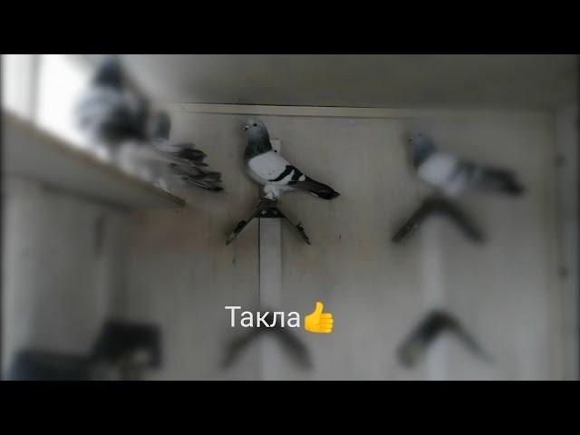 #такла #голуби #Pigeons #Tauben #гоняем_голубей