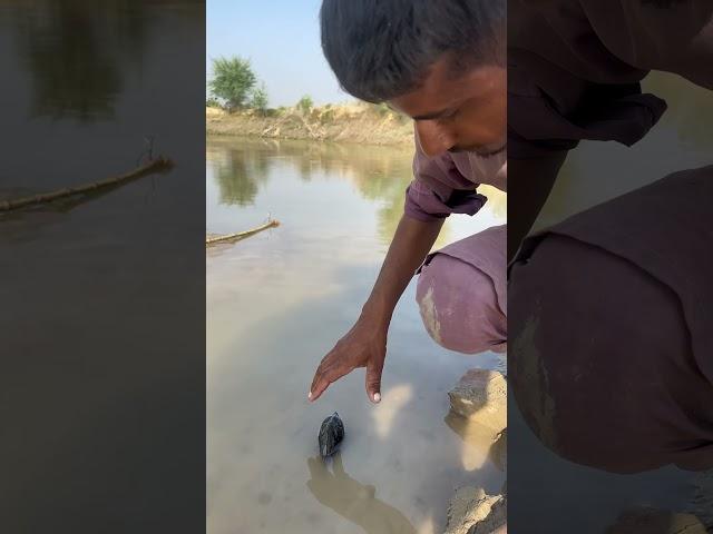 Catching dangerous Sippy#shorts #fishing #satisfying #fish