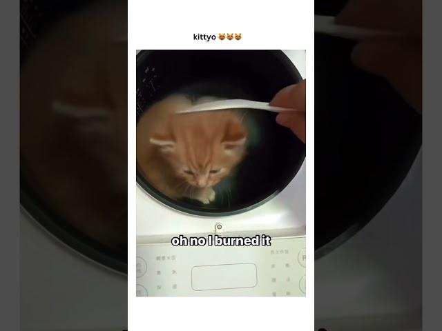 Kittyo like oh man cooking with this new one prvnci