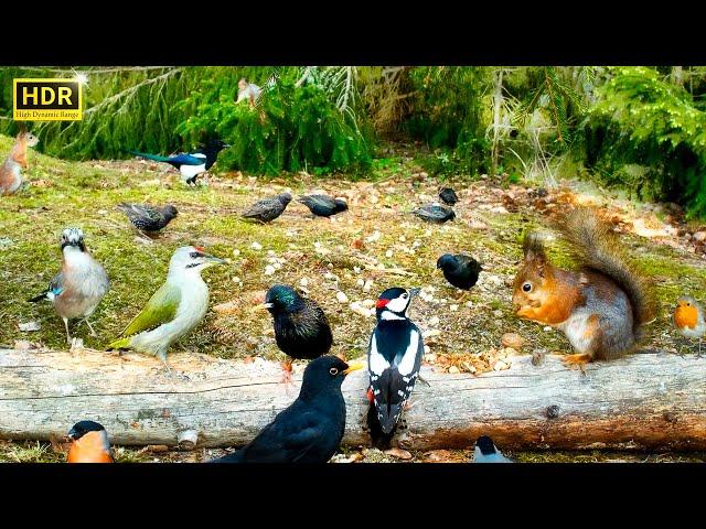 Cat TV for Cats to Watch  Unlimited Little Birds and their Squirrel Friends (4K HDR) 10 hours