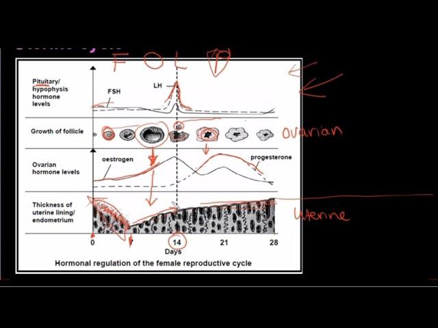 Grade 12 Life Sciences Human Reproduction Part 3