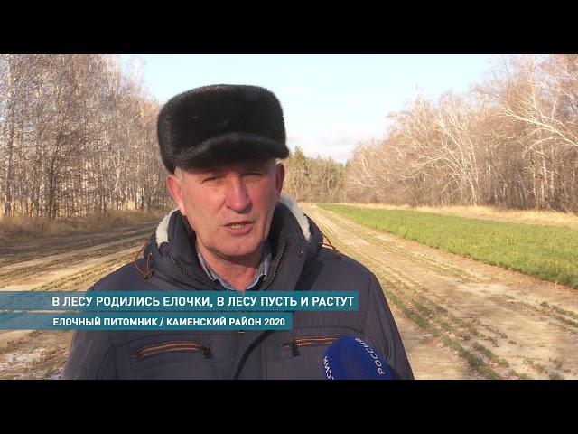 Елочный питомник в каменском районе - Как это было - 15.12.2020