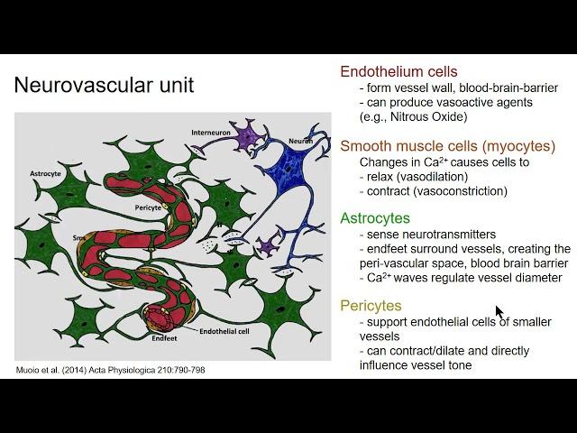 ISMRM MR Academy-BOLD Signal/Physiology