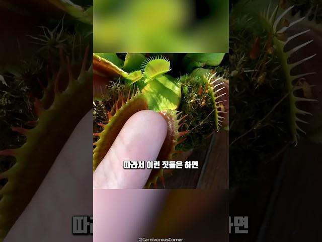 파리지옥 카운터