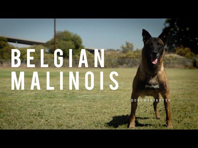 BELGIAN MALINOIS: THE SHEPHERD WITH A PIT BULL'S SPIRIT