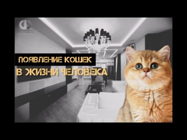 Что изменилось в появление домашних кошек в жизни человека