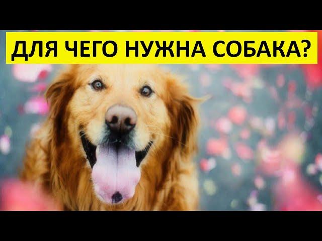 ДЛЯ ЧЕГО НУЖНА СОБАКА?