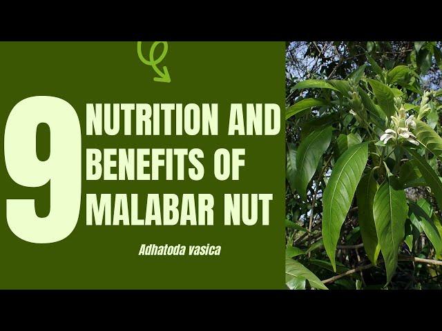 9 Medicinal & Nutritional Wonders of Malabar Nut (Adhatoda vasica)