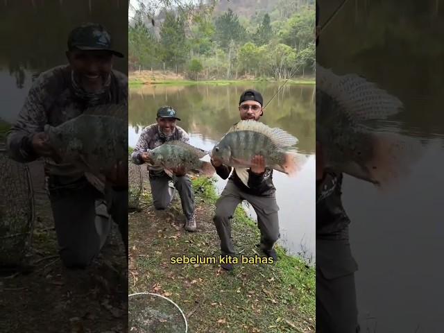 perbedaan nila dan mujair #fishing