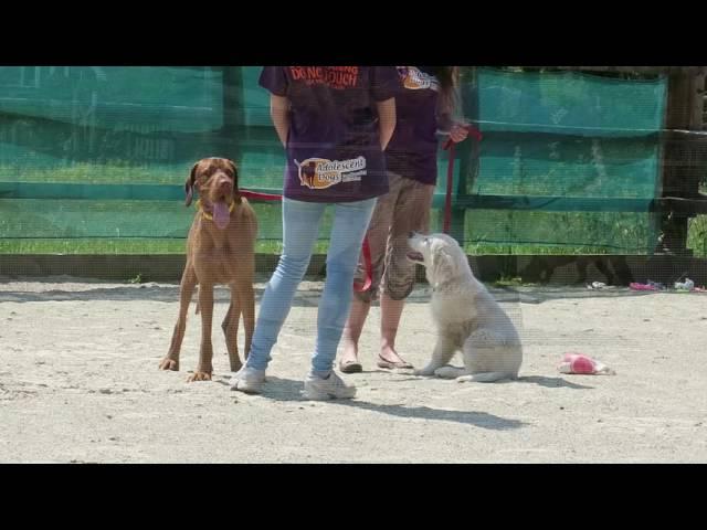 Behind the scenes Residential Dog Training  09.06.2016 Adolescent Dogs