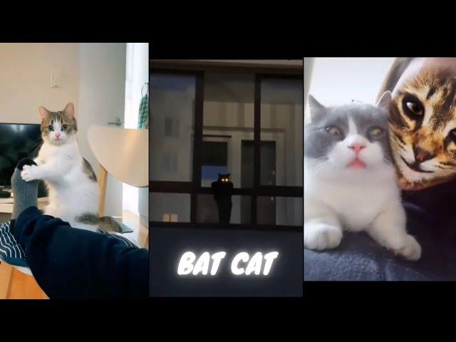 Cute and Funny Cats Video Compilation 2023 Introducing - BAT CAT.