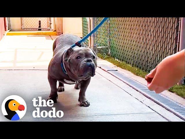 Pittie From Overcrowded Shelter Plays With Toys For The First Time | The Dodo