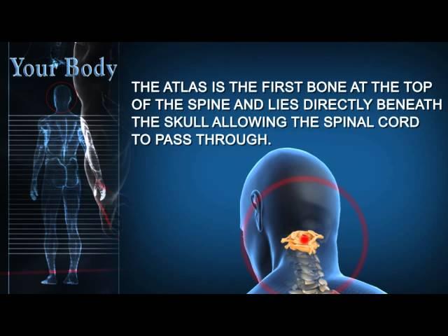 Your Body: Atlas Vertebra