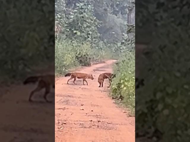 wild dogs #tiger #tigerconservation #wildlife #tigerterritory #tigerreserveforest