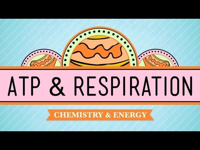 ATP & Respiration: Crash Course Biology #7