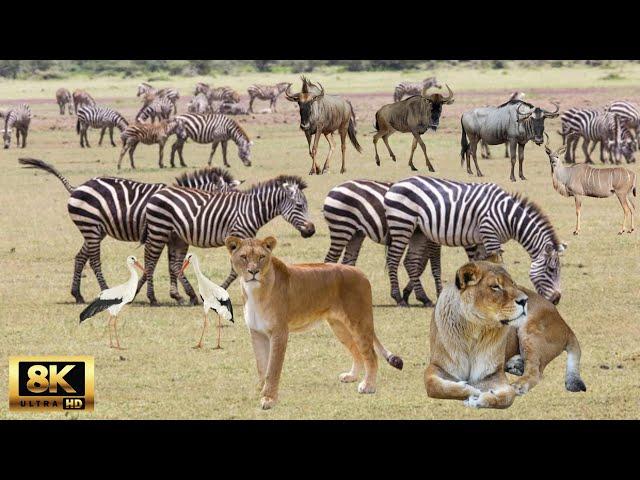 4K African Wildlife：Experience Africa’s Wildlife In Kruger National Park ｜ Wildlife Documentary