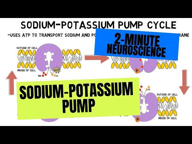 2-Minute Neuroscience: Sodium-Potassium Pump