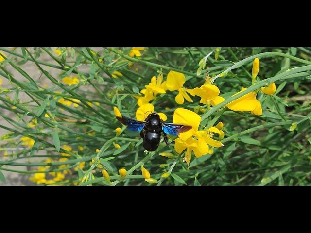 Пчела-плотник / carpenter bee / Xylocopa valga #carpenterbees #bee