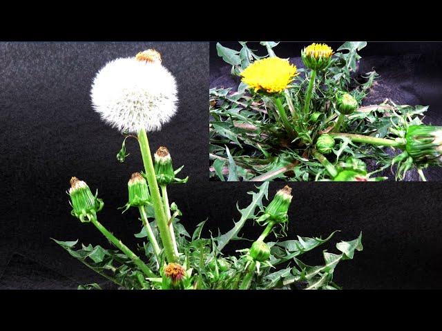 Time-Lapse. Dandelion Flowers To Seed Heads