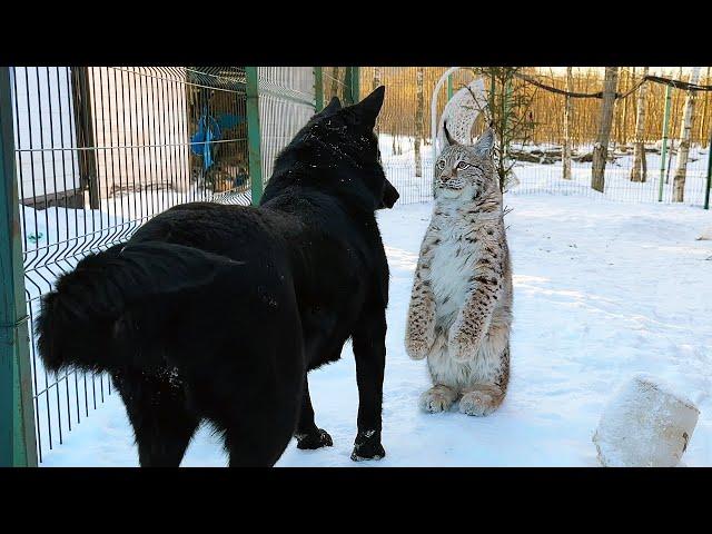 THE FIRST MEETING OF A LYNX AND A DOG THIS YEAR