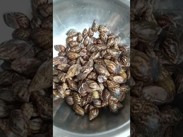 how to clean snail for cooking (remove snail slime)