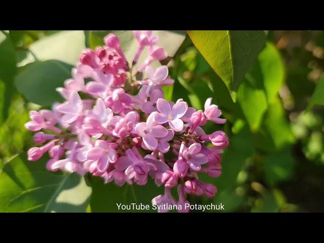 Lilac blooms beautifully. Чудово цвіте бузок. Замечательно цветет сирень.