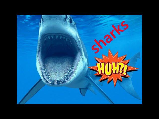 ПОДВОДНЫЙ МИР. Нападение акулы. UNDERSEA WORLD. Shark attack.