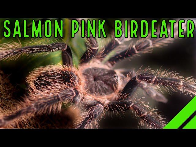 Brazilian Salmon Pink Birdeater (Lasiodora parahybana) Care & Facts