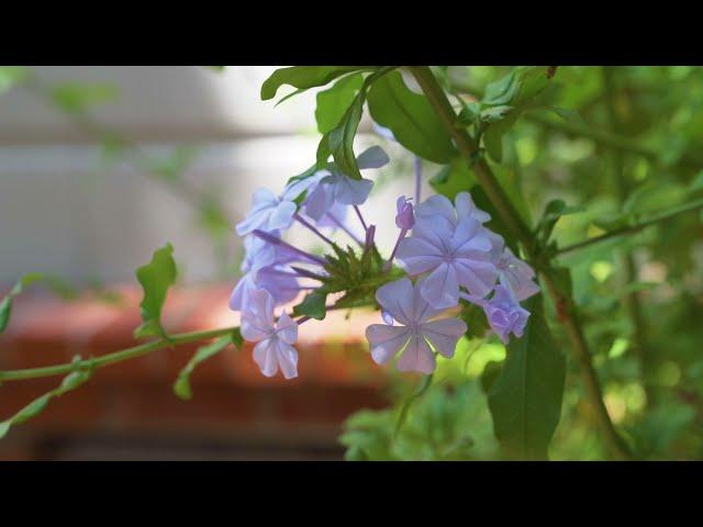 Khrista Jarvis Team - 120 El Centro, Diablo - Property Video (2021)