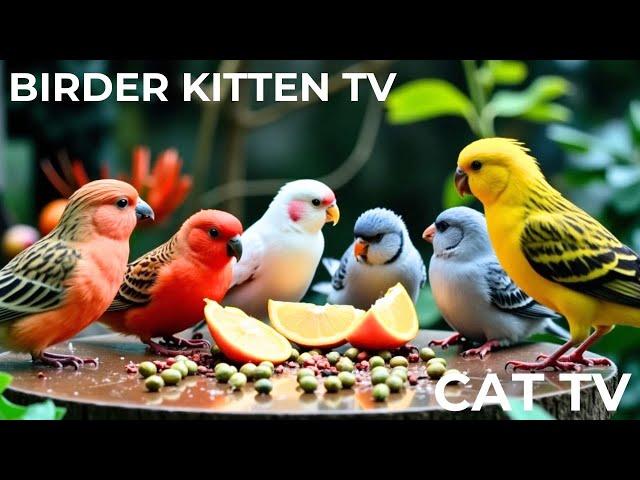 Cat TV for Cats to Watch  Cute Chipmunks, Birds, Squirrels ️️ Bird Videos for Cats 60FPS ️