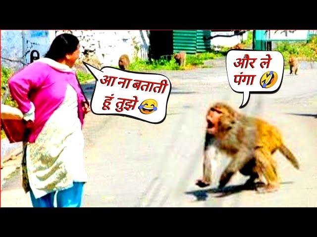 बंदरों की ऐसी हरकत देख लोटपोट हो जाएंगे  । Monkey Funny Moments । Box Info । #boxinfo