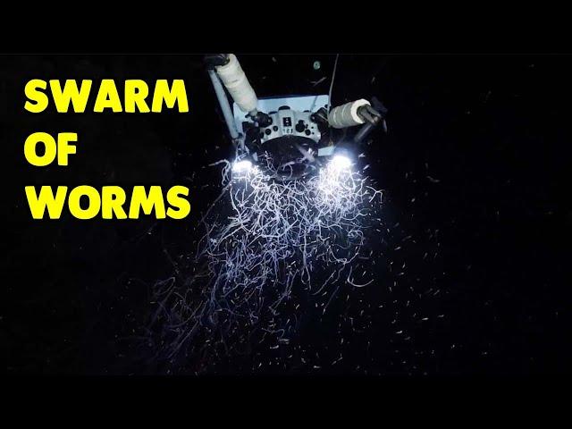 Swarm Of Worms Gather Around Camera Light