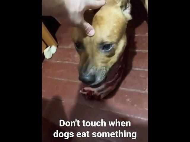 Don't touch when dogs eat something #shorts AnimalTube - World of animals