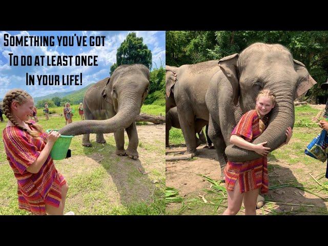 Feeding And Swimming with Elephants In Chiang Mai Thailand! // Trutravels