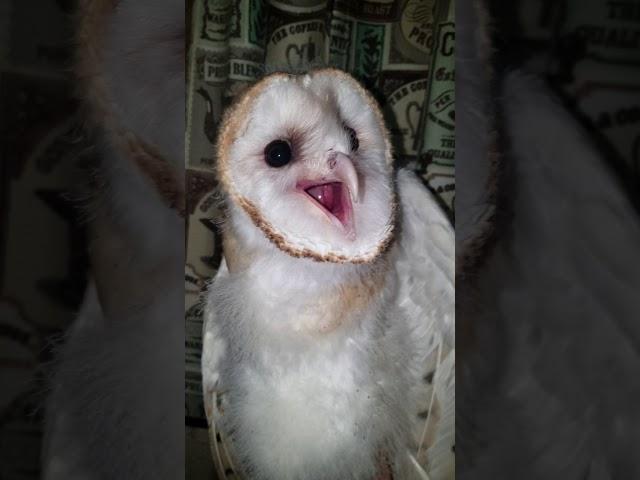 Baby barn owl screaming