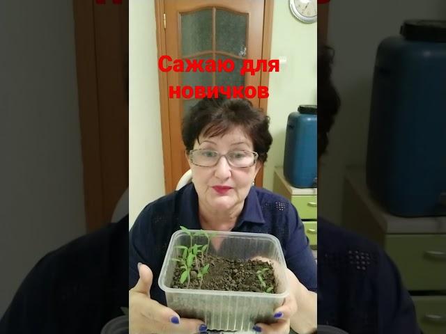 учимся заранее /томаты/