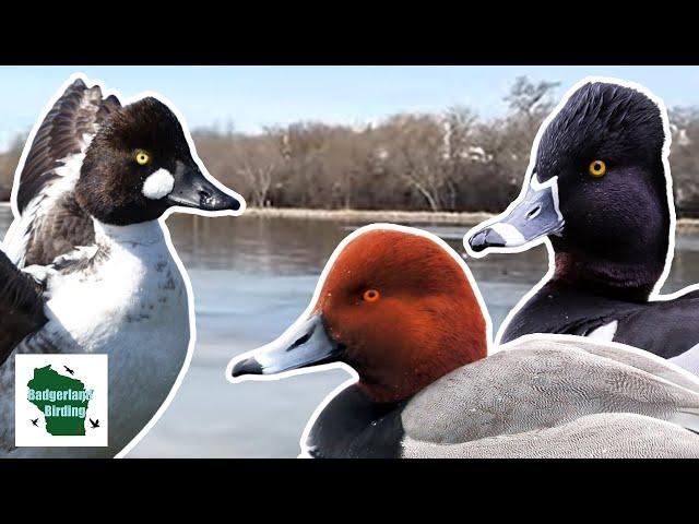 Finding as Many Ducks as Possible in Early Spring