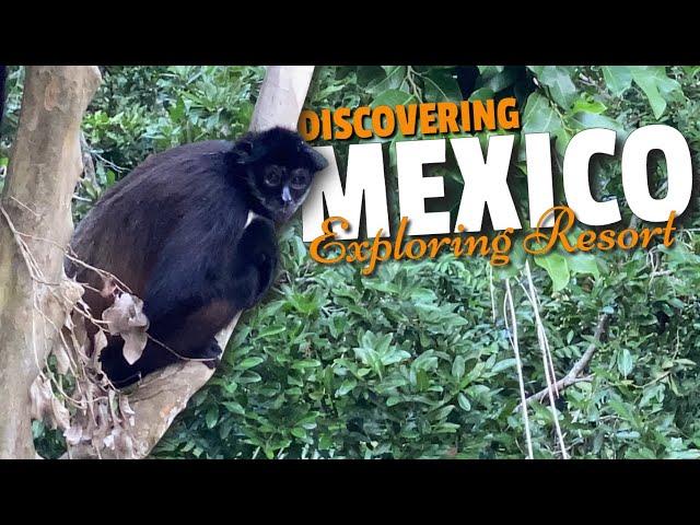 Encountering Spider Monkeys in the Jungles of Grand Sirenis Riviera Maya Resort | Vancity Adventure