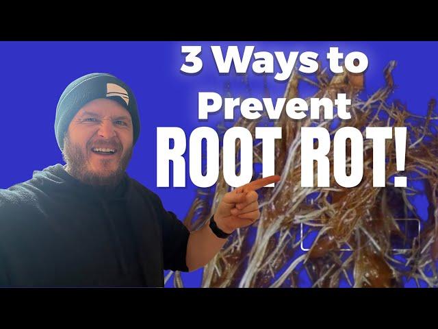 How to prevent root rot in hydroponics!